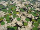 PICTURES/Everglades Air-Boat Ride/t_IMG_8985.JPG